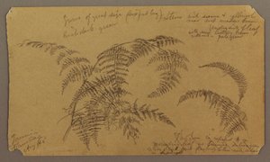 Schizzi botanici, agosto 1865